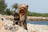 YORKSHIRE TERRIER 266